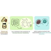 Peanut consumption seems to contribute to the improvement of memory and mood outcomes. - Graphic: Journal of Functional Foods