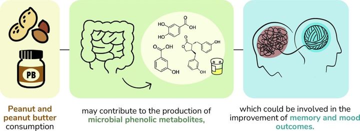 Peanut consumption seems to contribute to the improvement of memory and mood outcomes. - Graphic: Journal of Functional Foods