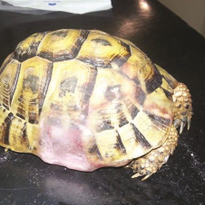 Nail tech Shiri Keinan and veterinarian Ziv Dikman restored the shell of a turtle that had been...