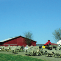 My Other Life: Melody Hopkins, Sheep Farmer