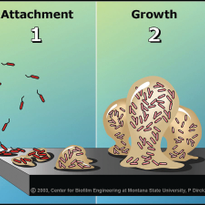 This illustration shows the phases of biofilm growth.                               Illustration...