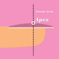 What Is a Nail Apex?