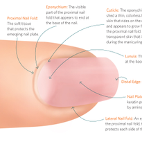 The Anatomy of a Finger and Nail
